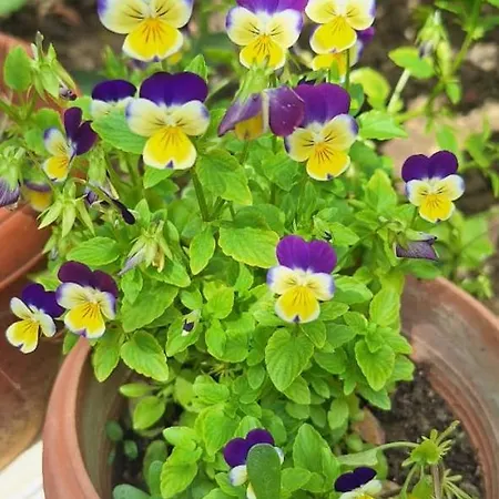 Feeling Casa de hóspedes Berati