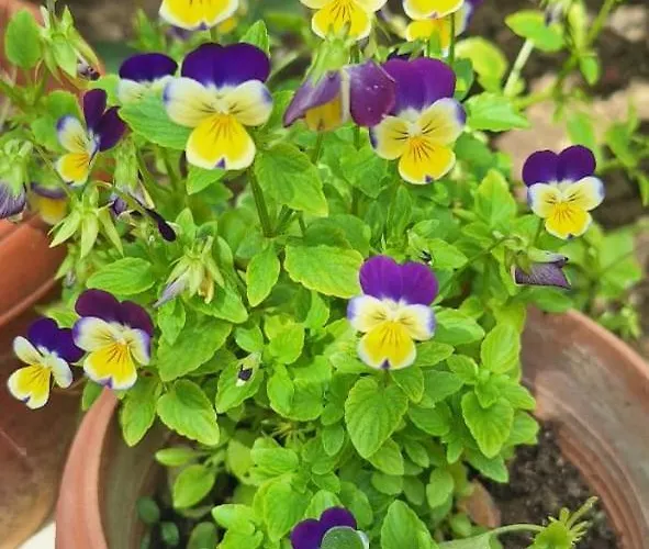 Feeling Gasthof Berat